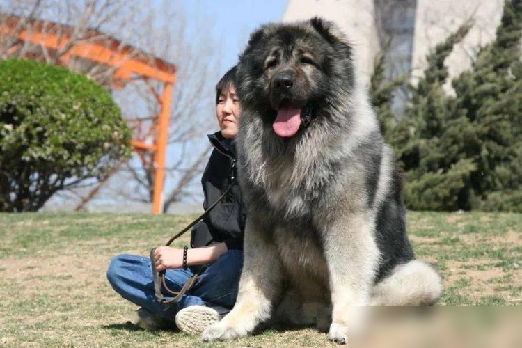 世界五大巨型猛犬：藏獒相比之下宛如玩具