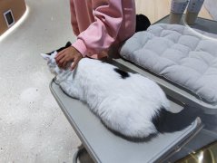 猫咪去世前的5个征兆，猫生短暂，好好珍惜