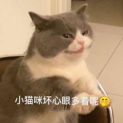 为什么给猫咪断尾？猫咪需不需要断尾？猫咪其实不需要断尾