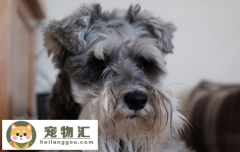 纯种拉布拉多幼犬特征