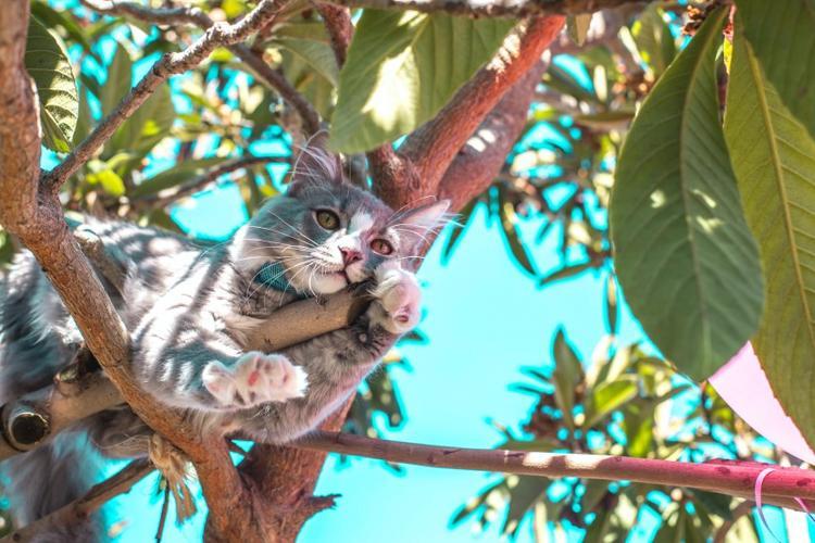 聪明的猫咪是怎么样的？猫咪有这些特征，是聪明的表现，你竟然还不知道