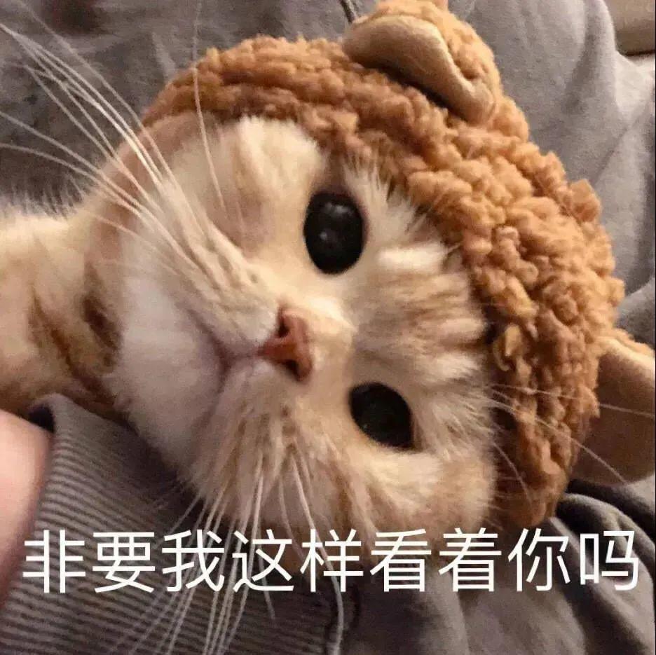 聪明的猫咪是怎么样的？猫咪有这些特征，是聪明的表现，你竟然还不知道