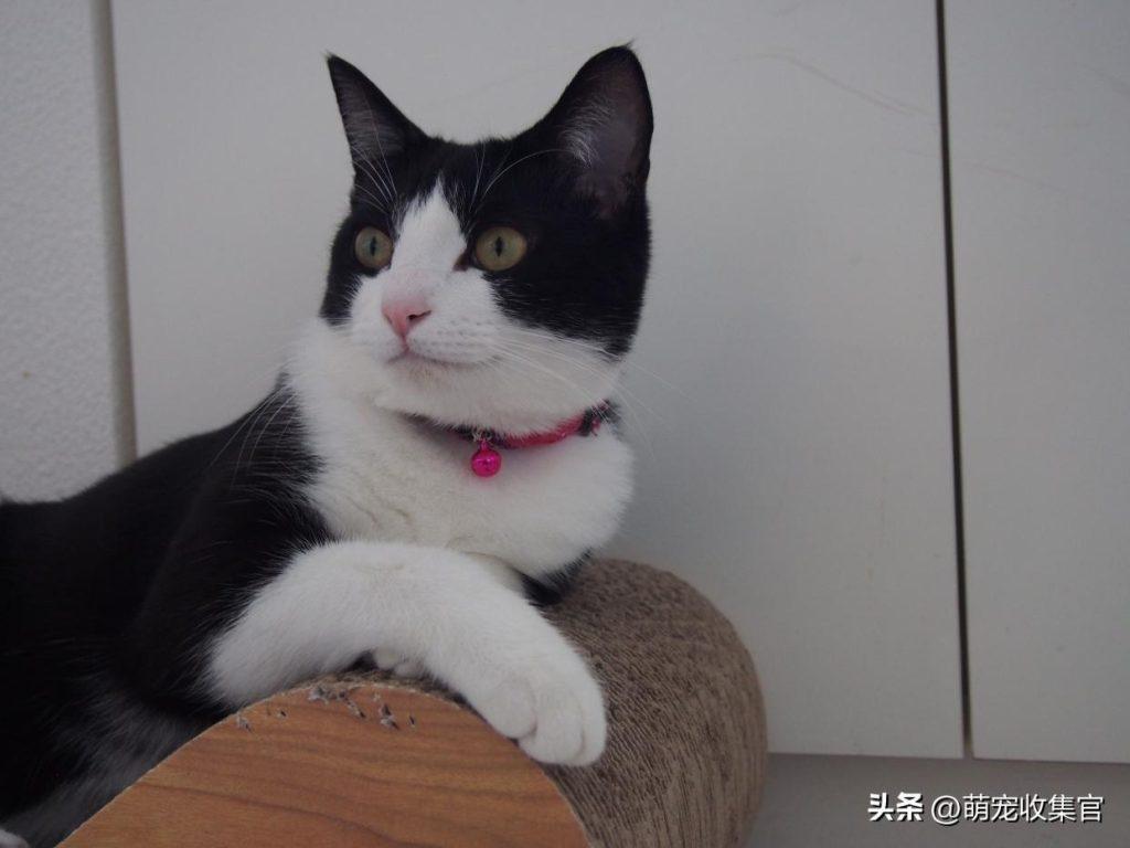 猫咪怀孕有什么注意事项？孕期如何照顾猫咪？