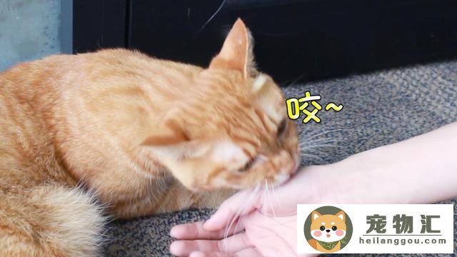 猫咪白血病怎么导致的（猫居然也会得白血病）