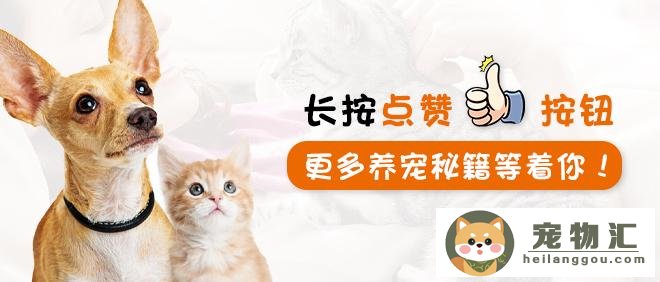 猫咪白血病怎么导致的（猫居然也会得白血病）