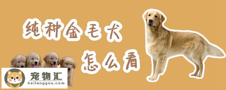 纯种金毛犬怎么看