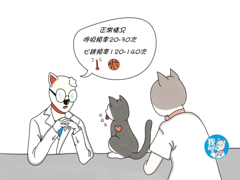 猫咪呼吸变得急促是怎么回事？当猫咪呼吸频率持续过高，可能是以下三种疾病