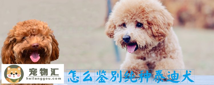 怎么鉴别纯种泰迪犬