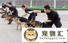 金毛幼犬补充营养吃什么（金毛妈妈要怎样补充营养）