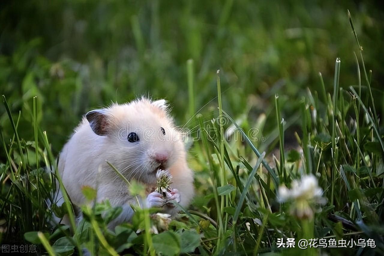 仓鼠吃什么？仓鼠饮食大全