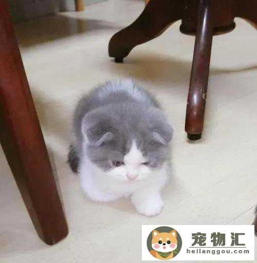 猫被鞭炮吓着了怎么办（猫被烟花吓到多久会好）