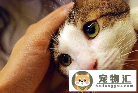 猫被鞭炮吓着了怎么办（猫被烟花吓到多久会好）