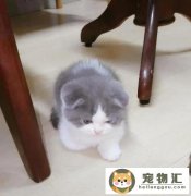 猫咪的脸怎么变胖（猫咪发腮的正确方法）