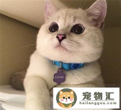 猫咪的脸怎么变胖（猫咪发腮的正确方法）