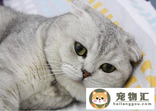 猫咪的脸怎么变胖（猫咪发腮的正确方法）