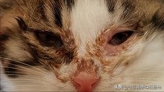 猫得了脚气（猫藓）怎么办？治疗猫咪脚气的方法