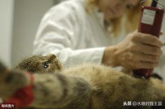 猫独自在家没食吃或生病不吃食能活多久？都不吃不喝可能饿4-5天就会死亡