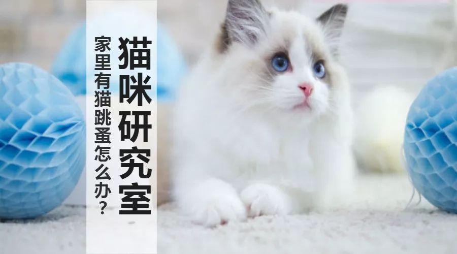 猫得了跳蚤怎么办？如何彻底消灭家里的跳蚤？猫得了跳蚤有什么表现？