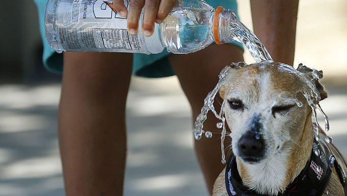 夏日守护：识别犬类中暑迹象与紧急救助指南