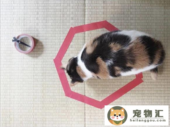 怎么抓猫咪不会跑（在家抓猫超简单方法）