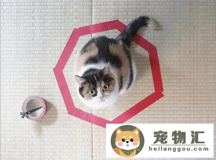 怎么抓猫咪不会跑（在家抓猫超简单方法）