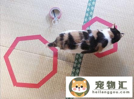 怎么抓猫咪不会跑（在家抓猫超简单方法）