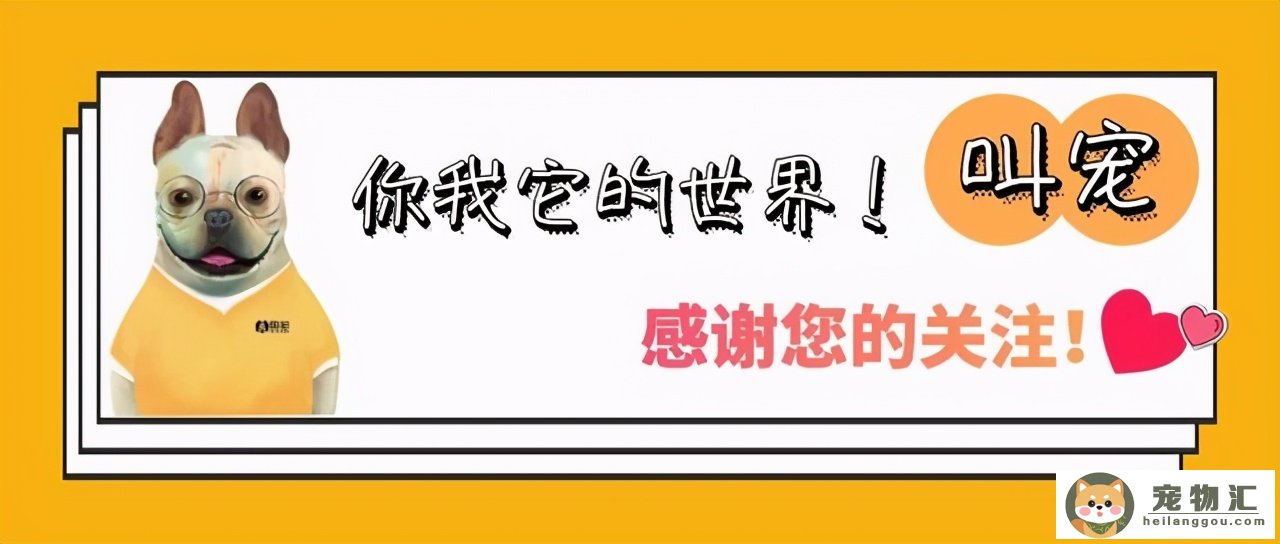 狗狗声带切除手术（狗狗声带切掉痛苦吗）