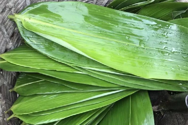 粽叶和芦苇叶哪个包粽子更好 粽叶用过一次还能用吗