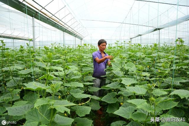 30年不老，这个药还能杀100多种害虫（这个药还能杀100多种害虫）(3)