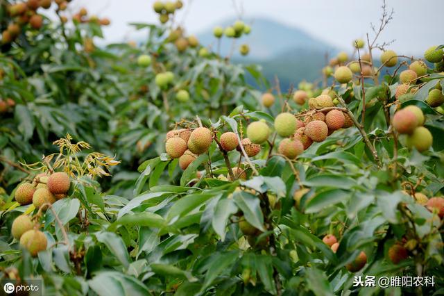 30年不老，这个药还能杀100多种害虫（这个药还能杀100多种害虫）(4)