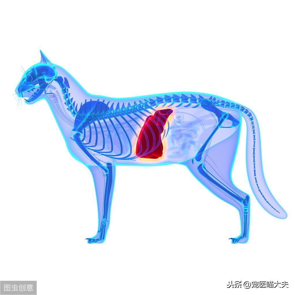 求思：猫咪得了肝炎怎么办？猫肝炎的病因有哪些？找准病因，及时治疗才是关键