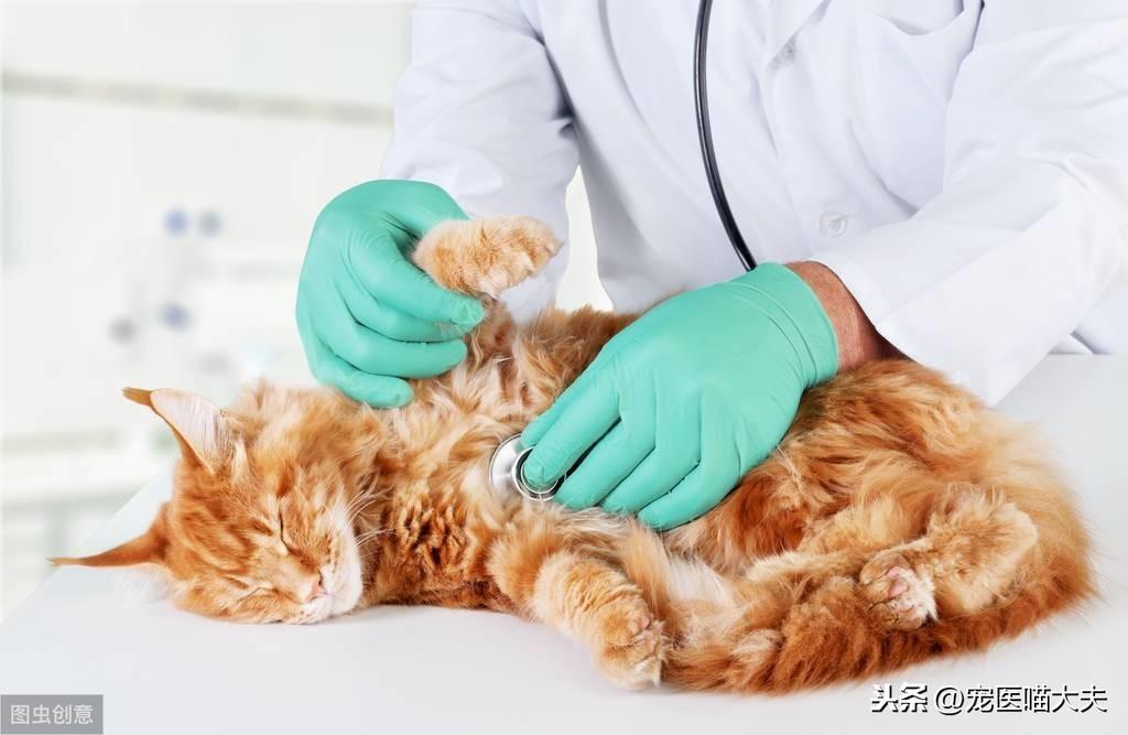 求思：猫咪得了肝炎怎么办？猫肝炎的病因有哪些？找准病因，及时治疗才是关键