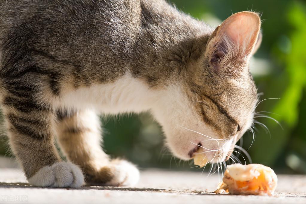 室家：猫咪吃东西时会流泪，不是因为你的投喂而感动，和它们特殊身体结构有关