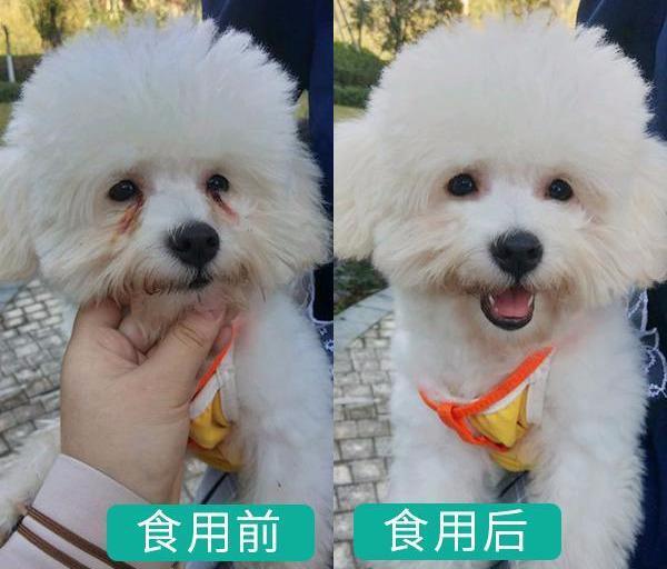 比熊犬泪痕清洁指南：如何有效去除？