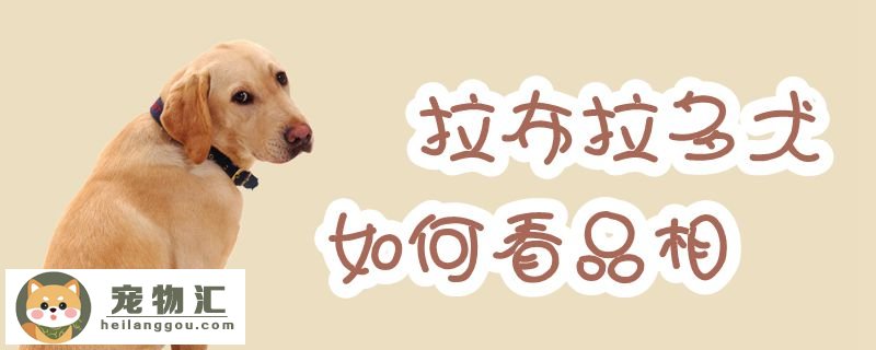 拉布拉多犬如何看品相