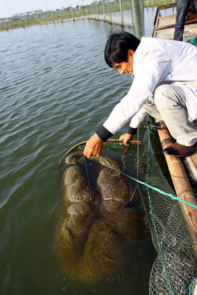 坎-探索浙江嘉善一鱼塘不明水生物