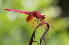 离-红蜻蜓为什么那样红？