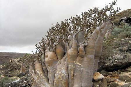 昭阳-“处女岛”上的怪异生物