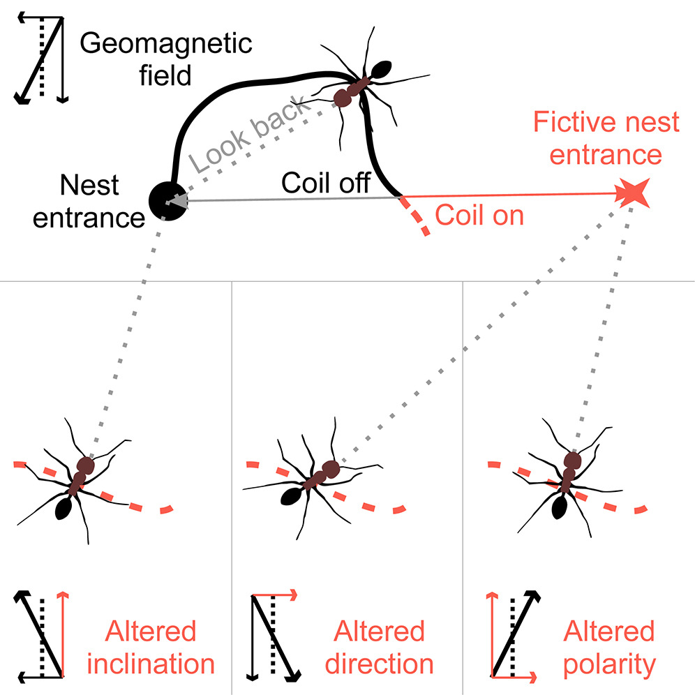 与其他昆虫不同，沙漠蚂蚁可能利用地磁场的极性进行导航