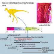 新恐龙Archaeocusor asiaticus暗示了冈瓦纳早期向劳拉西亚的迁徙